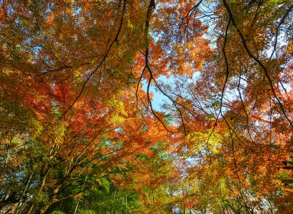 Herbstgarten in tokyo, japan — Stockfoto