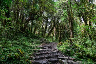 Yeşil Yaz ormanda yürüyüş iz 
