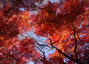 Sonbahar Bahçe: Tokyo, Japan 