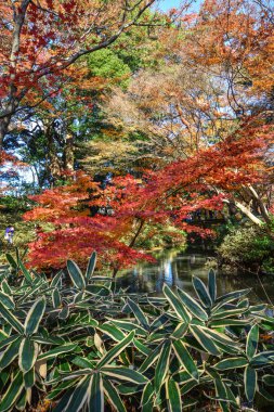 Sonbahar Bahçe: Tokyo, Japan 