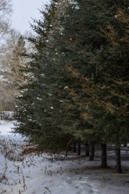 Kışın çam ağacı ormanı 