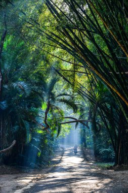 Botanik Bahçesi Pyin Oo Okan, Myanmar 