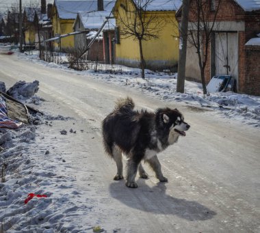 Kış yolda oynayan köpek