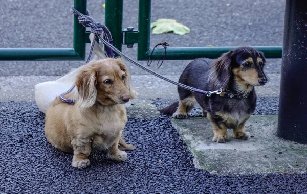Dachshund dogs in outdoor