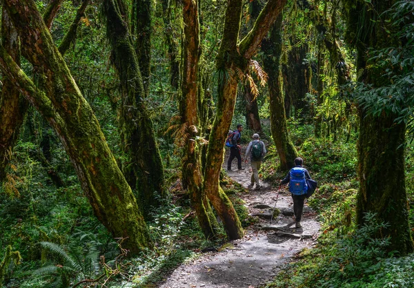 Personer vandring i en skog — Stockfoto