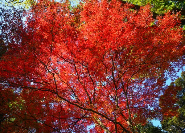 Осенний сад в Токио, Япония — стоковое фото