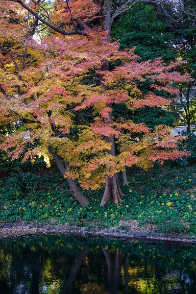 Jesienny ogród w Tokyo, Japonia — Zdjęcie stockowe