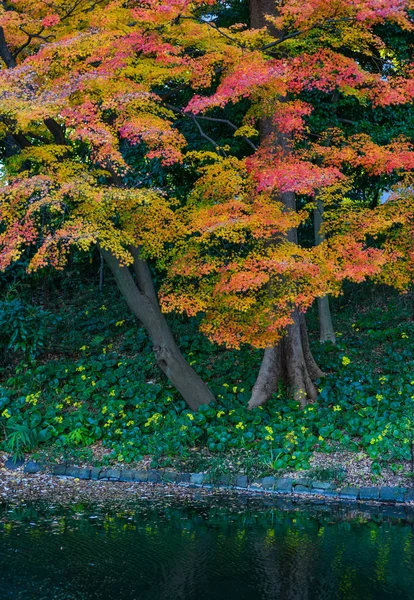 Φθινόπωρο στον κήπο, στο Τόκιο, Ιαπωνία — Φωτογραφία Αρχείου