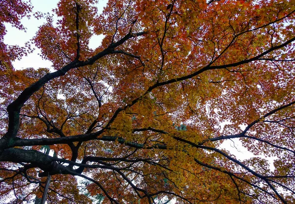 Hösten trädgård i Tokyo, Japan — Stockfoto