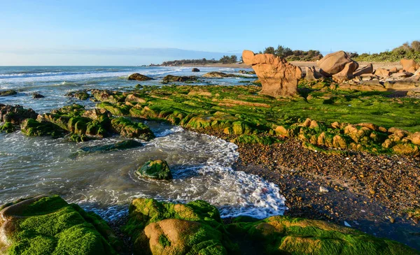 Algas verdes numa rocha no meio do mar — Fotografia de Stock