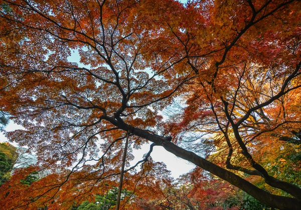 Podzimní zahrada v Tokiu, Japonsko — Stock fotografie