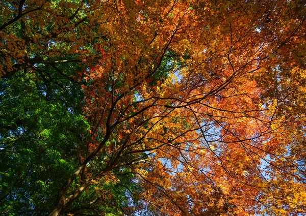 Jardín de otoño en Tokio, Japón — Foto de Stock