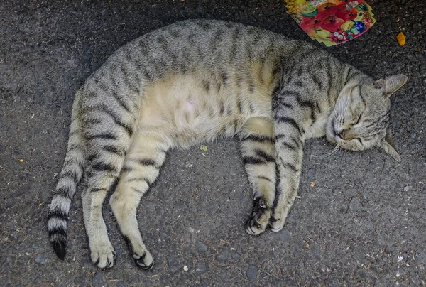 Un gato perezoso durmiendo en la carretera — Foto de Stock