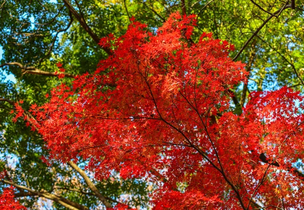 Podzimní zahrada v Tokiu, Japonsko — Stock fotografie