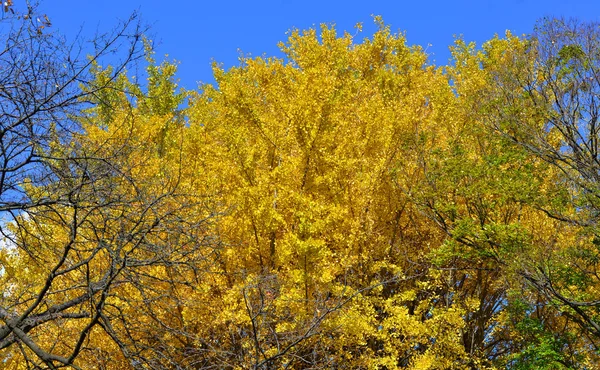 Jardín de otoño en Tokio, Japón — Foto de Stock