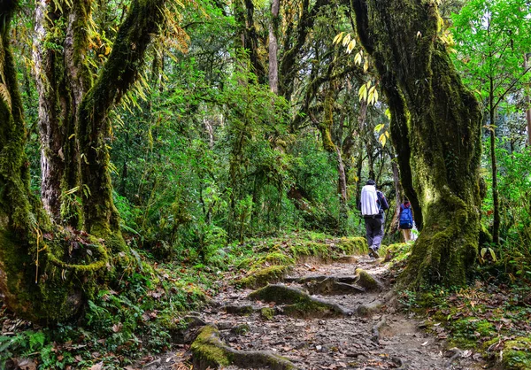 People trekking in a forest