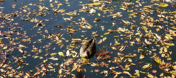 Um pato nadando na lagoa de outono — Fotografia de Stock