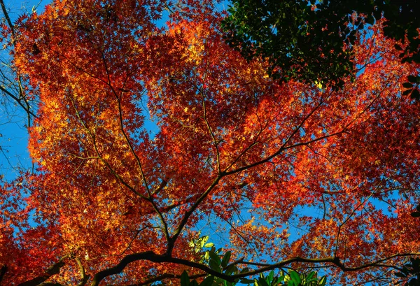 Podzimní zahrada v Tokiu, Japonsko — Stock fotografie