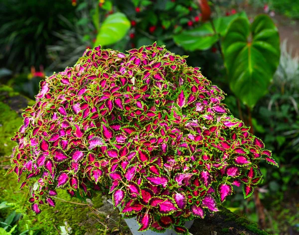 Kleurrijke planten voor decoratie — Stockfoto