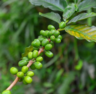 kahve çekirdekleri dalı 