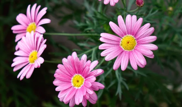 Flores pequeñas en el jardín botánico — Foto de Stock