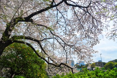 Tokyo 'da kiraz çiçeği, Japonya 