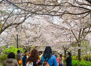 Tokyo 'da kiraz çiçeği, Japonya 