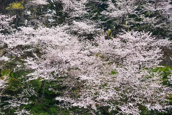 Körsbärsblomma i tokyo, japan — Stockfoto