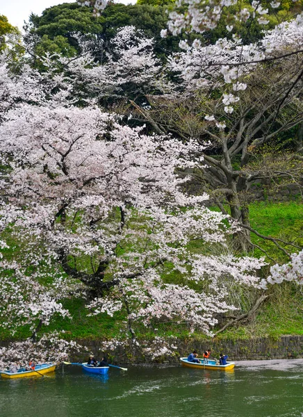 As pessoas gostam de flores de cerejeira no parque — Fotografia de Stock