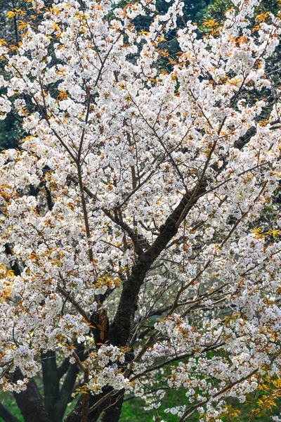 Kirschblüte in Tokio, Japan — Stockfoto