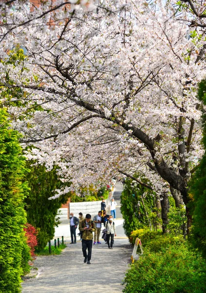 Kirschblüte in Tokio, Japan — Stockfoto