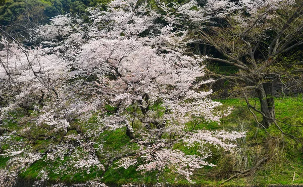 Körsbärsblomma i tokyo, japan — Stockfoto