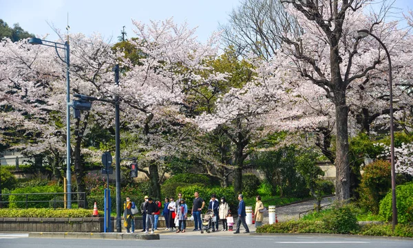 Kirschbäume mit Blumen auf der Straße — Stockfoto