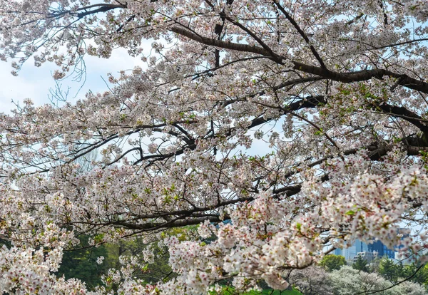 Kersenbloesem in Tokyo, Japan — Stockfoto