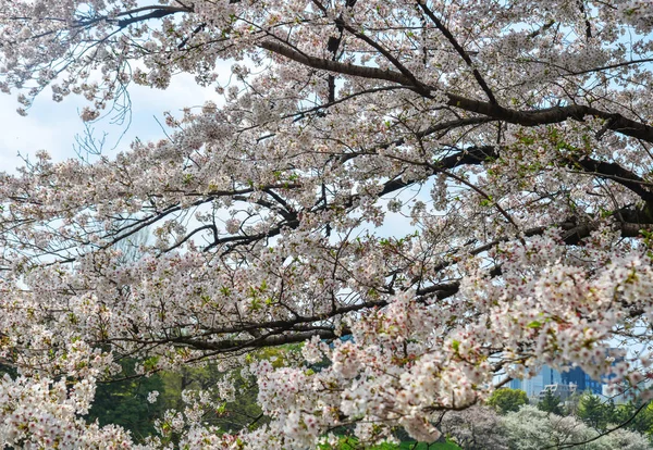 Tokyo 'da kiraz çiçeği, Japonya — Stok fotoğraf