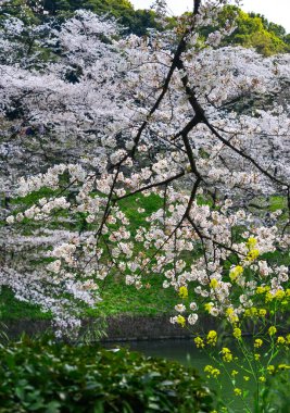 Tokyo 'da kiraz çiçeği, Japonya 