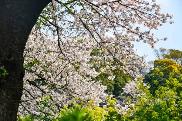 Kirschblüte in Tokio, Japan — Stockfoto