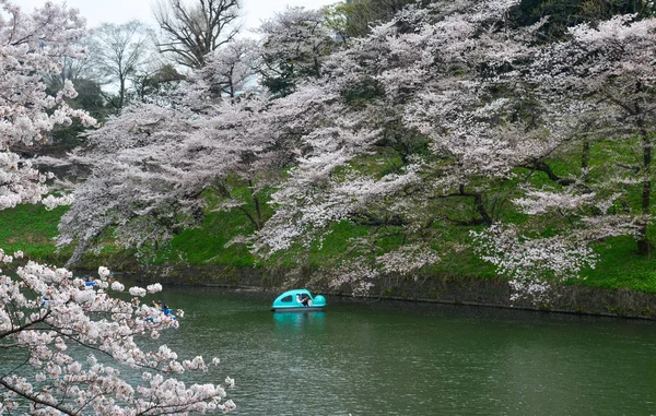 Les gens aiment les fleurs de cerisier au parc — Photo