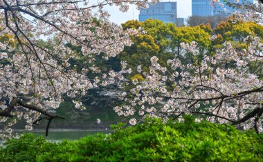 Tokyo 'da kiraz çiçeği, Japonya 