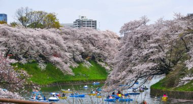 İnsanlar parkta kiraz çiçeklerinin tadını çıkarırlar. 