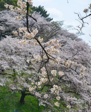 Tokyo 'da kiraz çiçeği, Japonya 
