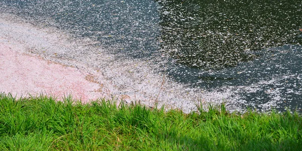 Pétalas de flor de cereja caídas no lago — Fotografia de Stock