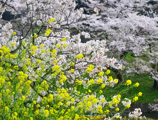 Cseresznyevirág Tokyoban, japánban — Stock Fotó