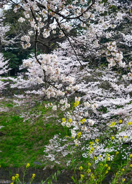 Kwiat wiśni w Tokio, Japonia — Zdjęcie stockowe