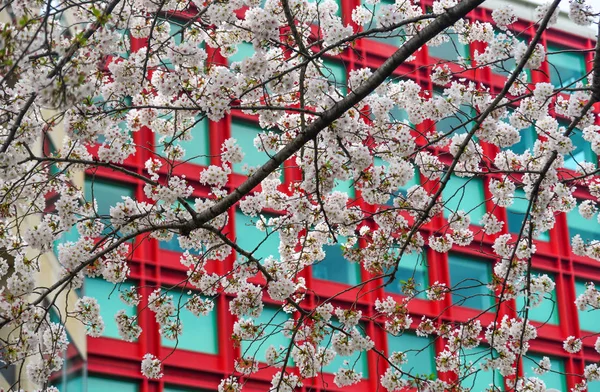 Flor de cereja em tokyo, japão — Fotografia de Stock