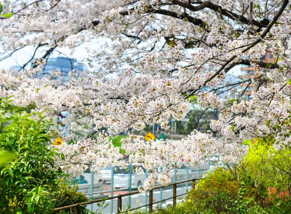 Kirschblüte in Tokio, Japan — Stockfoto