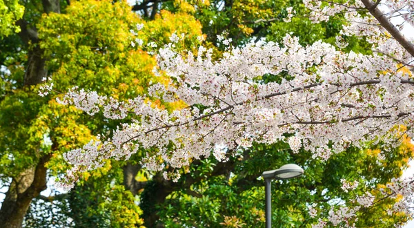 Flor de cerezo en tokyo, Japón —  Fotos de Stock