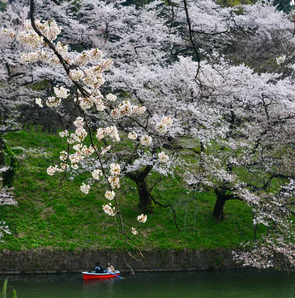 Alla gente piacciono i fiori di ciliegio al parco — Foto Stock