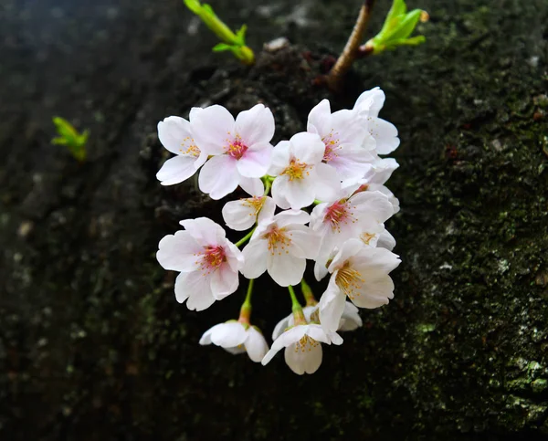 Flor de cereja em tokyo, japão — Fotografia de Stock