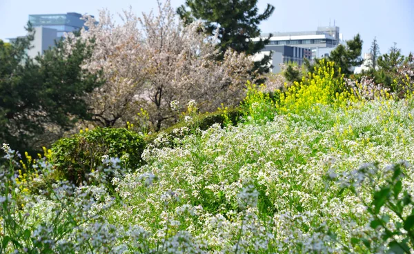 White aubretia flowers blooming at the park — Stock Image White aubretia flowers blooming at the park Royalty Free Stock Images